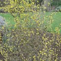 Cornus mas var. variegata fleur P22